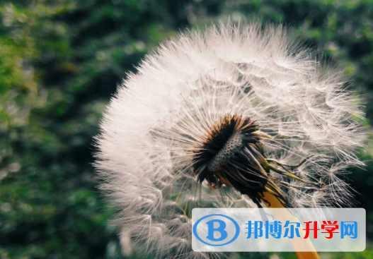 綿陽2021年中考報名系統