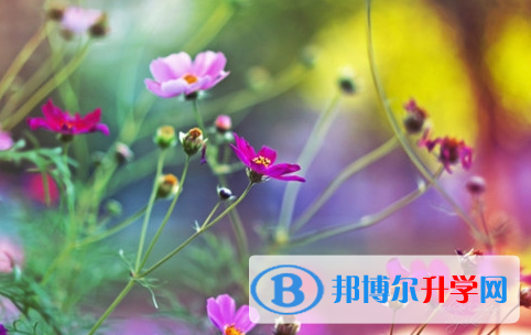 綿陽2022年中考453可以讀哪些學校