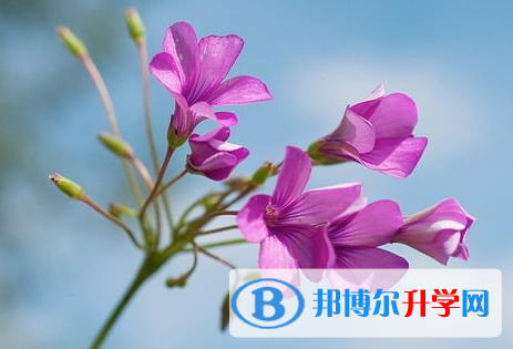廣元2022年中考志愿填報