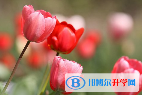 遂寧2022年各個學(xué)校中考錄取線