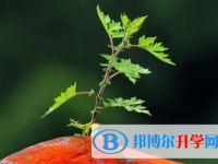 遂寧2022年中考報(bào)名需要帶什么