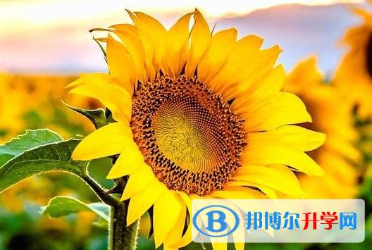 遂寧2022年中考升學率
