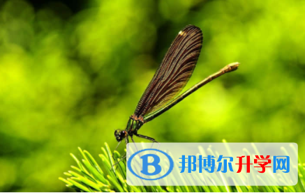 2022年內江考起重高的人數