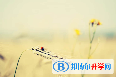 2022年內江中考必考題