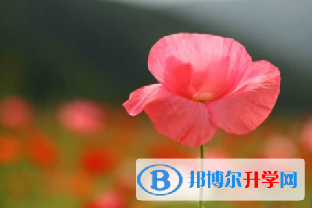內江2022年中考網絡應用服務平臺