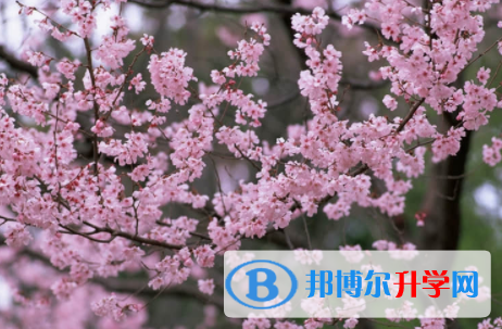 內江2022年中考網絡應用平臺