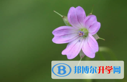 內(nèi)江2022年中考學校排名