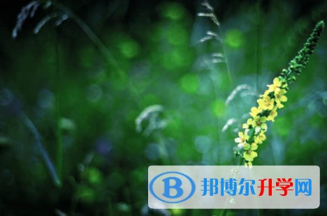 內江2022年中考招生網絡應用服務平臺