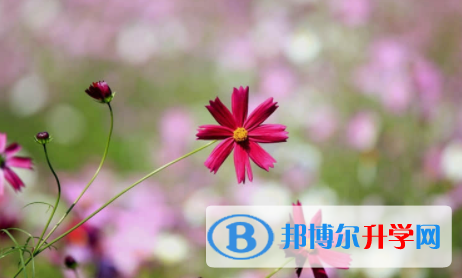 內江2022年中考升學率