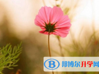 樂山2022年網(wǎng)上查詢中考成績怎么查詢