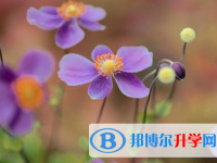 樂山2022年中考網(wǎng)絡(luò)應(yīng)用服務(wù)平臺(tái)成績(jī)查詢