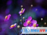 樂山2022年中考報考人數