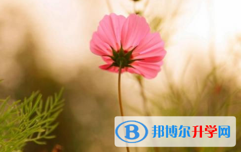 南充2022年中考成績(jī)查詢網(wǎng)址