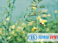 南充2022年中考報(bào)名平臺(tái)