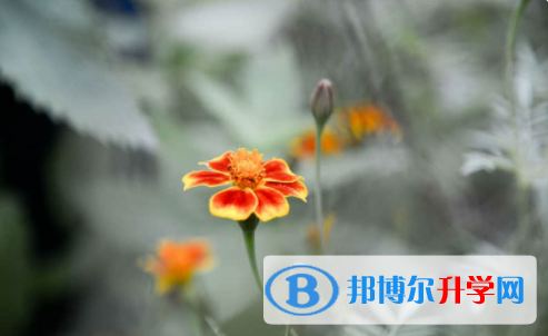 南充2022年中考體考成績(jī)查詢(xún)