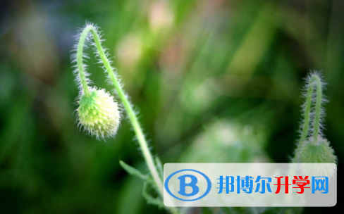 眉山2022年中考準考證丟了怎么辦