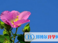 宜賓2022年中考招生計劃查詢