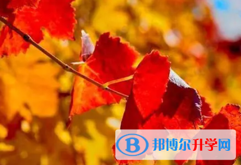 宜賓2022年怎樣中考正常發揮