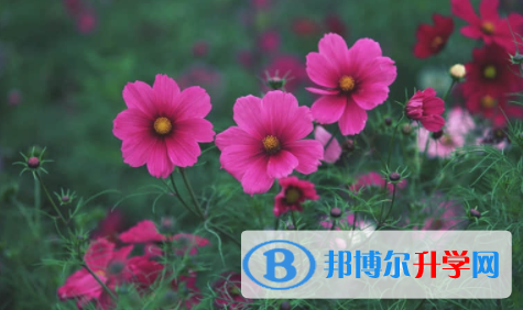 廣安2022年中考招生考試查詢(xún)系統(tǒng)