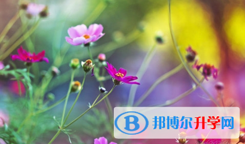 廣安2022年中考報名是哪個網站