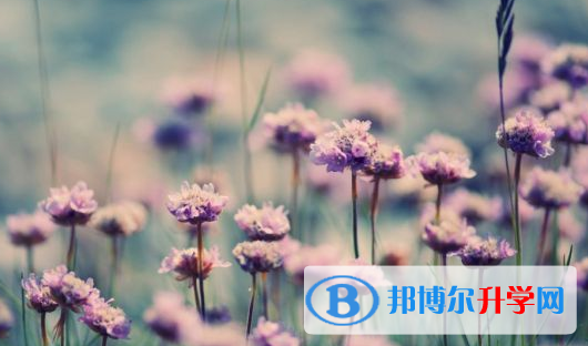 達州2022年中考招生網絡應用服務平臺