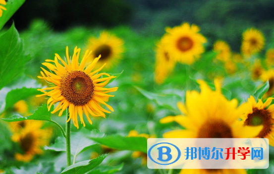 巴中2022年怎樣查詢中考藝體考試成績(jī)