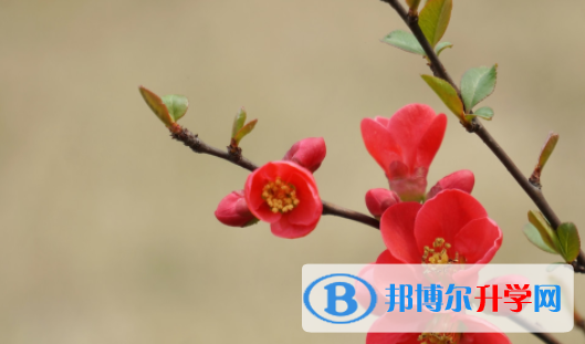 巴中2022年中考志愿如何填報