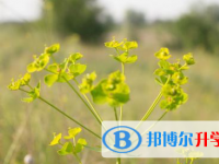阿壩2022年網(wǎng)上查詢中考成績(jī)?cè)趺床樵? /><b>阿壩2022年網(wǎng)上查詢中考成績(jī)?cè)趺床樵?/b><span>2022-04-01 11:25</span><p>每次中考之后，很多考生最關(guān)心的事情無疑就是懷化中考成績(jī)查詢方法。同學(xué)們?cè)谥锌冀Y(jié)束后可以使用報(bào)名號(hào)、準(zhǔn)考證號(hào)和身份證號(hào)查詢</p></a></h3></li>
            <li><h3><a href=