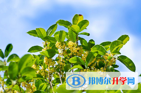 阿壩2022年教育網(wǎng)中考查詢